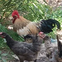 خروس چاق چله جوان خوش صدا