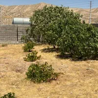 زمین باغ شهری|فروش زمین و ملک کلنگی|شیراز, حومه شیراز|دیوار