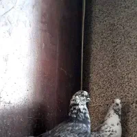 کفتر قاره پرشی|پرنده|ملایر, |دیوار