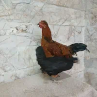 مرغ وخروس محلی|حیوانات مزرعه|مشهد, کوشش|دیوار