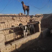 سه عدد کره نر  پاکستانی هر سه تا مال یک بز هستن