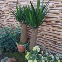 انواع گل های آپارتمانی و گلخانه ای|گل و گیاه طبیعی|لاهیجان, بازکیاگوراب|دیوار