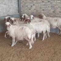 میش بره گوسفند کاور