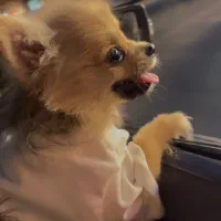 توله پامر ۷ ماهه