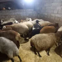 گوسفندشیرکرآبستن