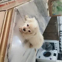 حیوان سگ|سگ|مشهد, مشکینی (شهرک غرب)|دیوار