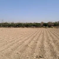 فروش  زمین کشاورزی|فروش زمین و ملک کلنگی|هشتگرد, حمیدیه|دیوار