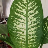 گل دیفن و آفوربیا