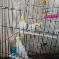 عروس هلندی مولد