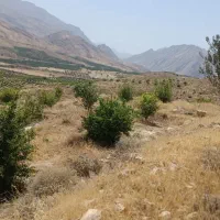 چرام باغ شمسوا ،شمس آباد فقط 500 تخفیف خوبی داره|فروش زمین و ملک کلنگی|چرام, |دیوار