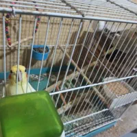 عروس هلندی به شرط تخم و جوجه