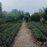 باغچه ی باصفا با درختان متنوع و یه محیط ساکت