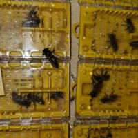 فروش کلونی و کندوی زنبور عسل وانواع ملکه