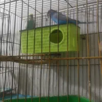 فروش چند جفت مرغ عشق مولد|پرنده|آبادان, |دیوار