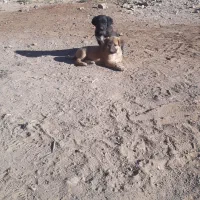 سگ ماده