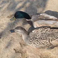 اردک پروازی و غاز محلی و قوغاز|حیوانات مزرعه|رشت, جانبازان|دیوار