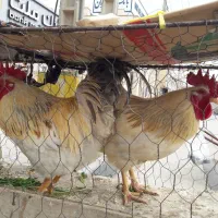 خروس