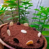 دوره ی کیک های کافه ای