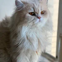 گربه نر بریتیش اصیل جهت جفت گیری