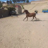 سلام یک عدد کره مادیان کرد
