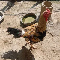 خروس و مرغ لاری به شرط