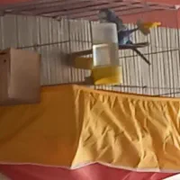 مرغ عشق انگلیسی|پرنده|حمیدیا, |دیوار