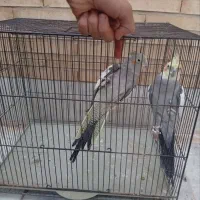 عروس  هلندی|پرنده|یزد, |دیوار