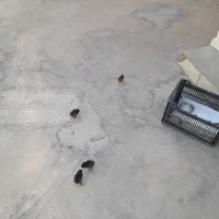 جوجه  سالم