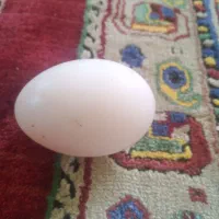 تخم مرغ ومرغ   روستایی