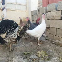 بوقلمون نر و ماده|حیوانات مزرعه|آشخانه, |دیوار