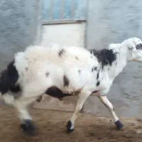 با سلام یک راس کوعه قورچ|حیوانات مزرعه|بروجرد, |دیوار