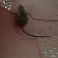 موش آزمایشگاهی