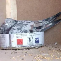 کبوتر سرور نر گمشده|پرنده|پاکدشت, خاتون آباد|دیوار