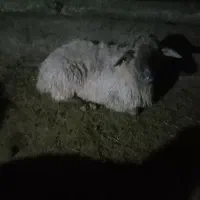 گوسفند قربانی