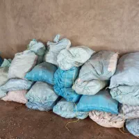 سیب زمینی بذری آکریا