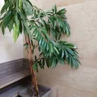 گیاه آپارتمانی آمستر خارجی|گل و گیاه طبیعی|تهران, پرستار|دیوار