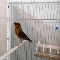 قناری|پرنده|نجفآباد, منتظری شمالی|دیوار