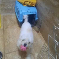 سگ شیتزو|سگ|اردبیل, |دیوار