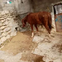 اسب|اسب و تجهیزات اسبسواری|پاپی, |دیوار