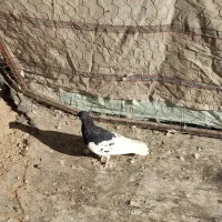 کفتر یال سیاه|پرنده|شیراز, تندگویان|دیوار