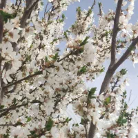 یک هکتار زمین کشاورزی،چادگان روستای قلعه شاهرخ