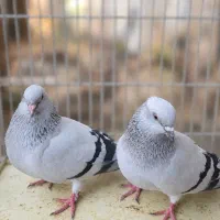 فروش کبوتر جفتگاه