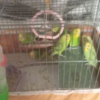 مرغ عشق از گلچینی از بهترین نژادها