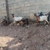 بز.   بزغاله.   گوسفند.    گاو.     گوساله|حیوانات مزرعه|کرمانشاه, |دیوار