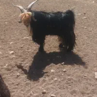 کسی خواست زنگ بزنه|حیوانات مزرعه|ایذه, |دیوار