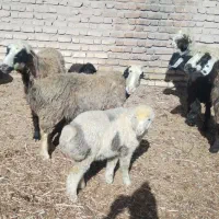 10عدد میش بختیاری با بره و ابستن