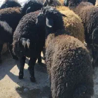 همه رقم گوسفند پرواری