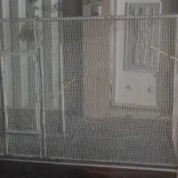 پرنده