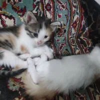 بچه گربه