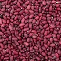 لوبیا قرمز درشت برداشت امسال